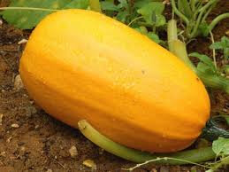 Courge spaghetti
