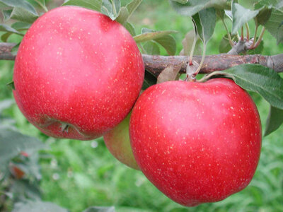 Pommes mairac