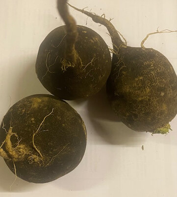 Radis noir