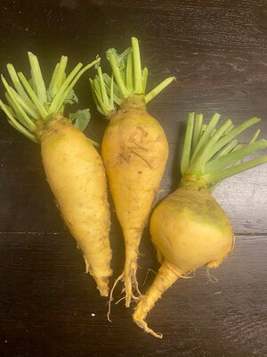 Navet rutabaga