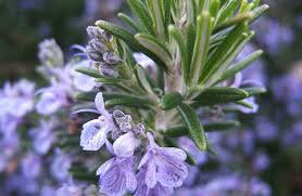 Plant de romarin