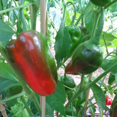 Piment de padron frais