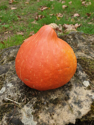 Potimarron