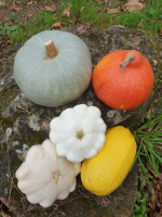 Panier hiver courges bio