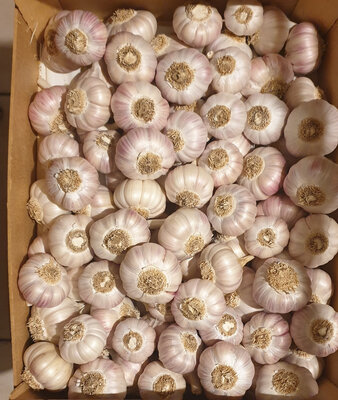Ail rose bio