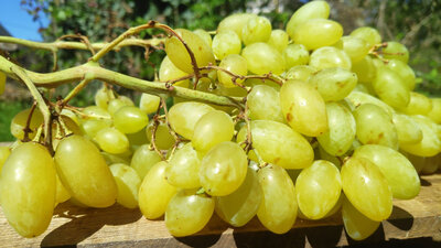 Raisin centennial blanc (sans pépins)-[750 g]