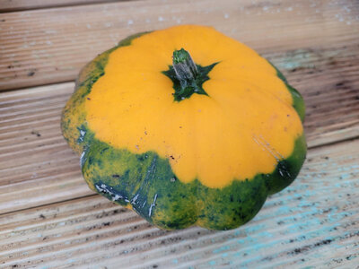Pâtisson jaune (-500g)