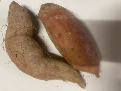 Patates douces