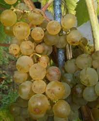 Raisin excelsior