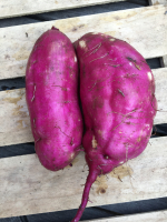 Patate douce