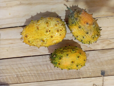 Kiwano