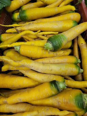 Carotte jaune