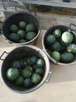 Pastèque à la pièce