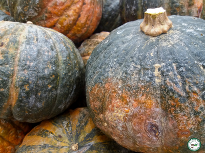 Courge 'shiatsu' -1.5kg