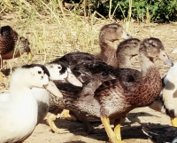 Canette à rôtir fermière