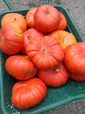 Courge rouge vif d'étampes