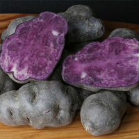 Pommes de terre de consommation vitelotte
