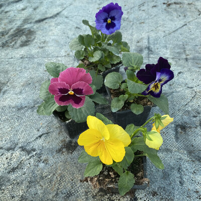 Pensée grosses fleurs