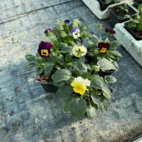 Pensée petite fleurs-