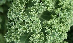 Chou kale bio
