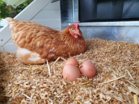 Oeuf plein air made in marmilhat