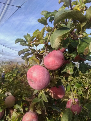 Pommes 'coop 43'