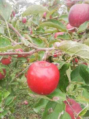 Pommes 'story'