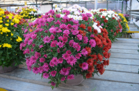 Chrysanthèmes pomponette tricolore coupe