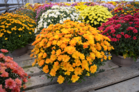 Chrysanthèmes pomponette unicolore coupe