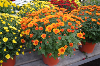 Chrysanthèmes pomponette  unicolore pot 19 cm