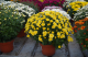 Chrysanthèmes pomponette  unicolore pot 19 cm - image 2