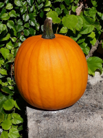 Courge jack o'lantern (halloween)