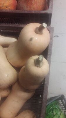 Butternut