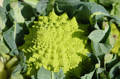 Choux romanesco