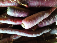 Carottes violettes