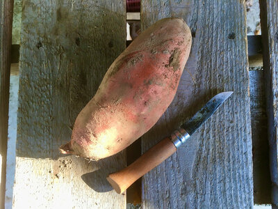 Patate douce