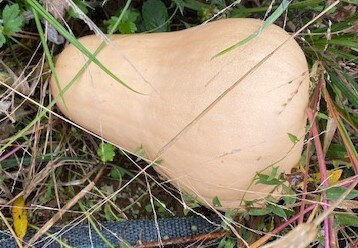 Courge butternut