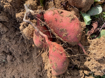 Patate douce