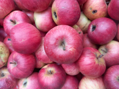 Pomme petite merveille