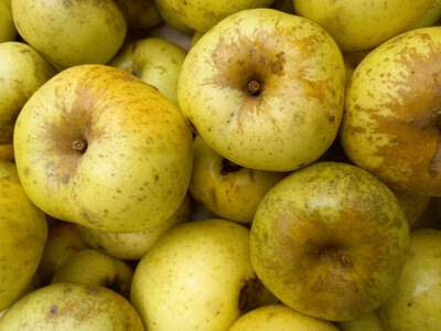 Pomme canada blanc