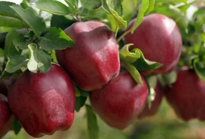 Pomme starkrimson