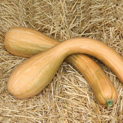 Courge longue de nice