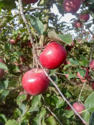 Pommes 'dalinette'