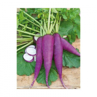 Radis bleu d automne botte