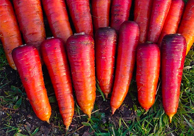 Carottes rouge sang