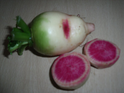Radis 'chinois' red meat