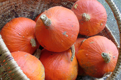 Potimarron rouge
