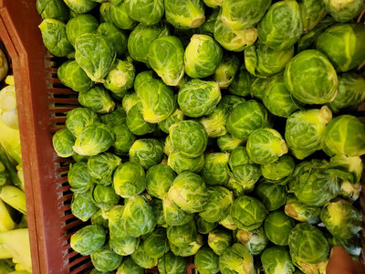 Choux de bruxelles