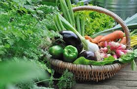 Panier de légume