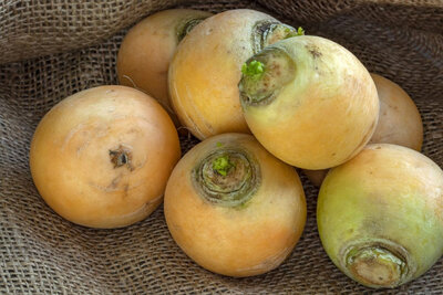 Navet 'boule d'or'